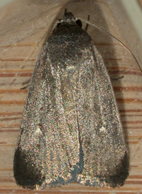 Miranda Moth